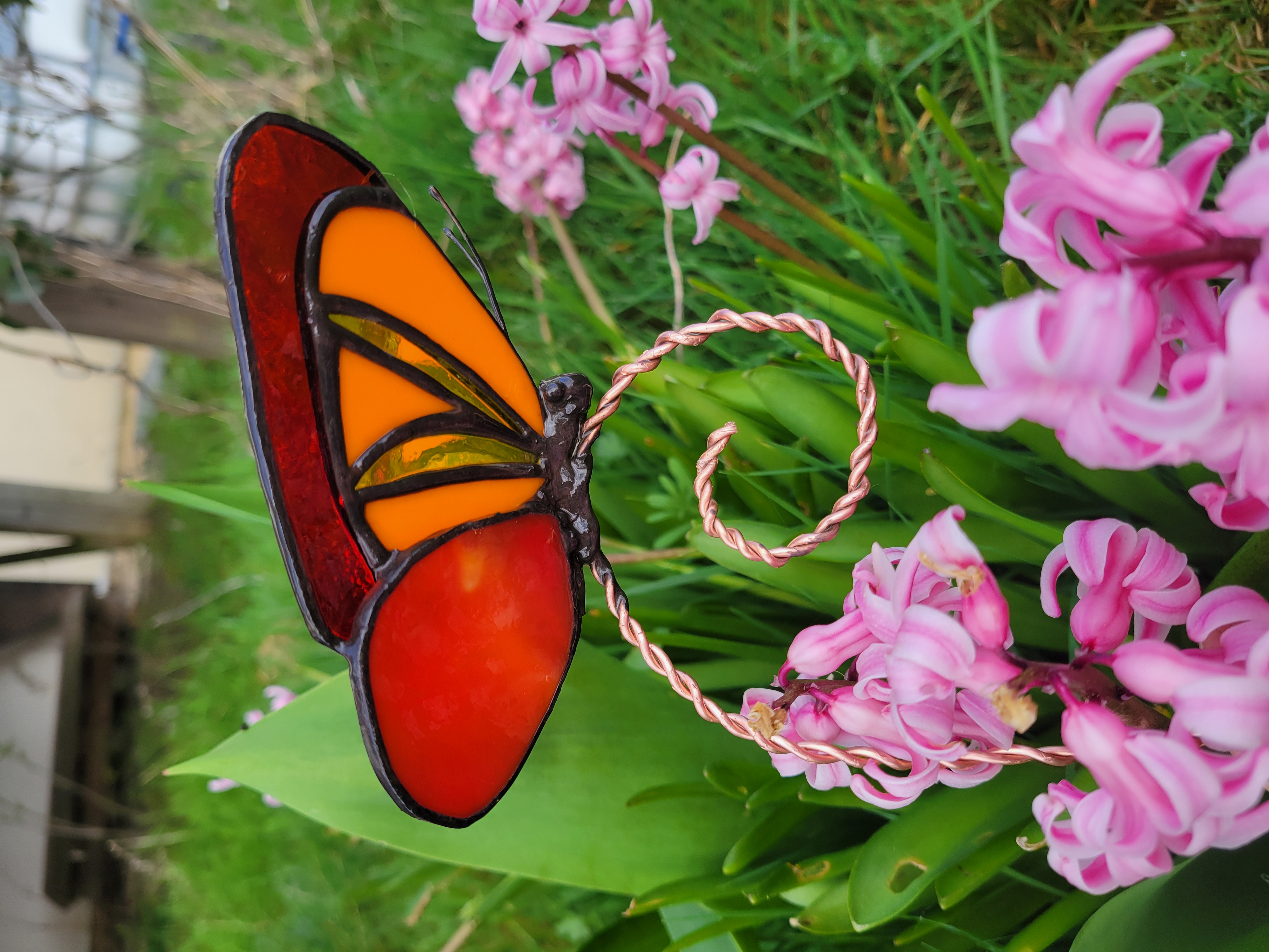 Papillon